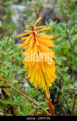 Kniphofia 'Shining Sceptre' une plante à fleurs d'automne d'été avec une fleur d'été orange jaune communément connue sous le nom de Red Hot Poker, photo i stock Banque D'Images