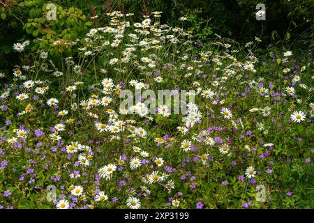 Marguerite Oxeye (Leucanthemum vulgare) une plante de fleurs sauvages vivaces au printemps et en été avec une fleur blanche d'été communément appelée Ox eye, Ox-eye, Dog dai Banque D'Images
