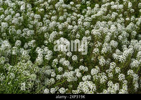 Lobularia maritima 'tapis de neige' une plante annuelle à fleurs d'automne d'été avec une fleur d'été blanche communément appelée alyssum doux, jardin Banque D'Images