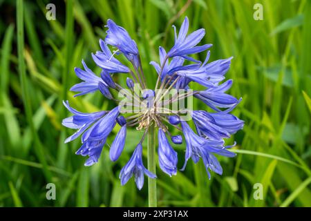 Agapanthus 'Torbay' une plante à fleurs d'été avec fleur d'été bleu violet communément appelé lys africain, image de stock de jardinage Banque D'Images