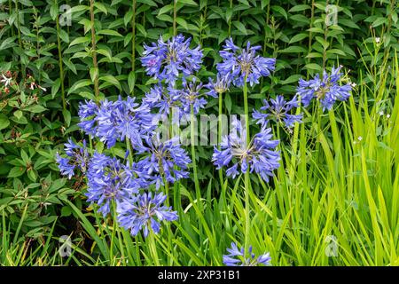 Agapanthus 'Torbay' une plante à fleurs d'été avec fleur d'été bleu violet communément appelé lys africain, image de stock de jardinage Banque D'Images