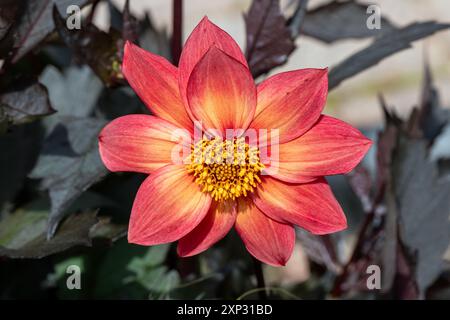 Dahlia 'Schipper's Bronze' une plante de tubercule de fleur d'automne fleurie en bronze de cuivre, image de stock de jardinage Banque D'Images