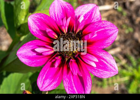 Dahlia 'Skyfall' un lilas violet été automne colleretee plant de tubercule de fleur, jardinage image de stock photo Banque D'Images