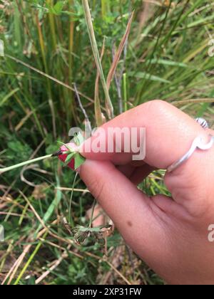 L'insecte de la trémie à arbres à trois cornes (Acanthuchus trispinifer) Banque D'Images