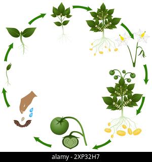 Cycle de vie de la pomme de terre poussant à partir de graines, sur un fond blanc. Illustration de Vecteur