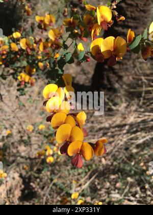 Buisson d'eau (Bossiaea aquifolium) Plantae Banque D'Images