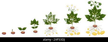 Cycle de plante de pomme de terre sur un fond blanc. Illustration de Vecteur