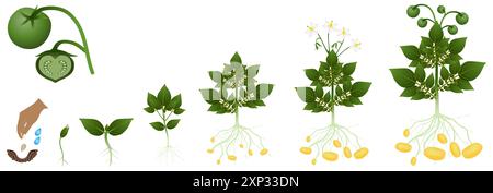 Cycle de pomme de terre poussant à partir de graines, sur un blanc. Illustration de Vecteur