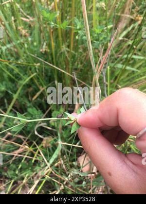 L'insecte de la trémie à arbres à trois cornes (Acanthuchus trispinifer) Banque D'Images