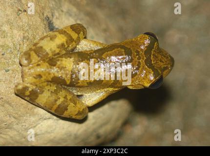 Grenouille sapin terne (Smilisca sordida) amphibie Banque D'Images