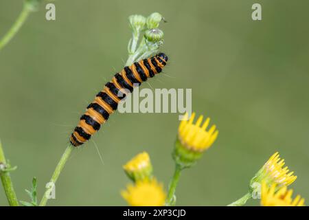 Teigne du cinabre (Tyria jacobaeae) chenille ou larve à rayures jaunes et noires se nourrissant d'armoise commune (Senecio jacobaea), Angleterre, Royaume-Uni Banque D'Images