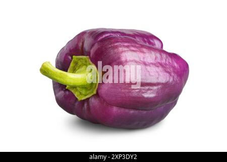 Paprika cru frais, poivron doux violet avec tige verte isolé sur fond blanc, gros plan. Légume sain, ingrédient alimentaire Banque D'Images