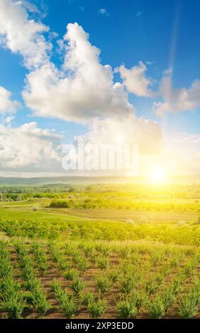 Jeune verger et lever de soleil lumineux. Paysage printanier pittoresque. Photo verticale. Banque D'Images