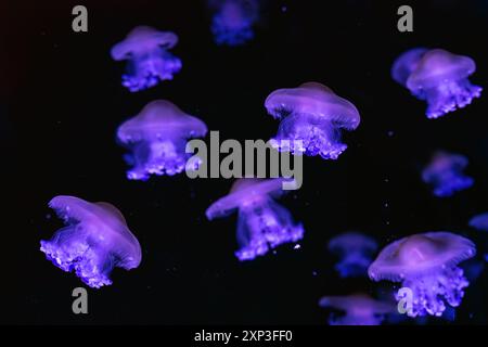 Méduses méditerranéennes, oeuf frit, Cotylorhiza tuberculata, baignade dans l'eau de mer avec un néon rose. Aquarium de poissons de gelée, piscine océanarium. Theriol Banque D'Images