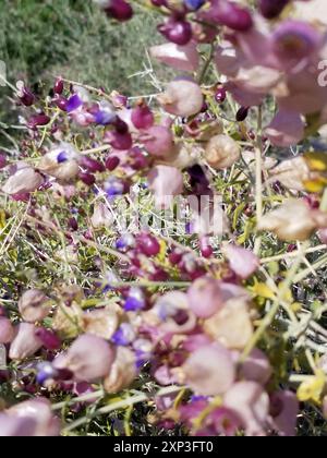 Paperbag Bush (Scutellaria mexicana) Plantae Banque D'Images