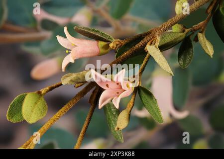 Tige isolée de Correa 'Coastal Pink' (hybride Correa alba) en fleur Banque D'Images