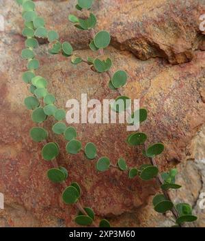 Joli Caperose (Cliffortia pulchella) Plantae Banque D'Images