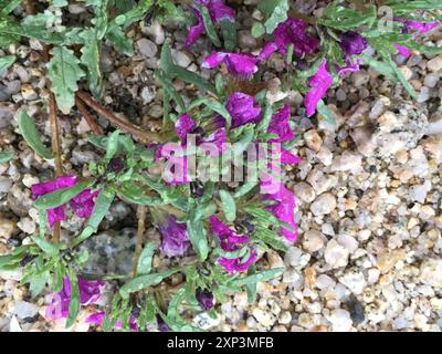 Tapis violet (Nama demissa) Plantae Banque D'Images