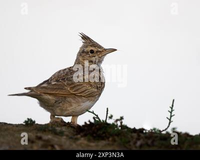 Vue rapprochée du profil Crèsted Lark Banque D'Images