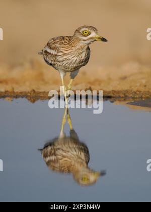 Genou épais eurasien avec X genoux reflétés à un trou d'eau dans le désert Banque D'Images