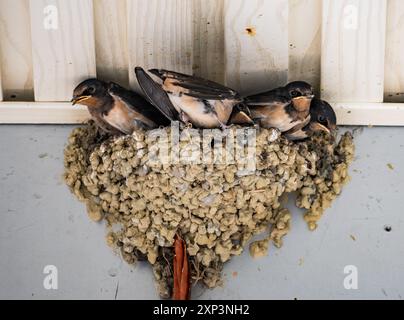 Les hirondelles de grange (Hirundo rustica) construisent leur nid d'argile sous un toit. Sichuan, Chine. Banque D'Images