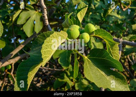 des figues vertes non mûres pendent sur le figuier avec des feuilles vertes Banque D'Images