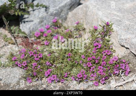 Tapis violet (Nama demissa) Plantae Banque D'Images