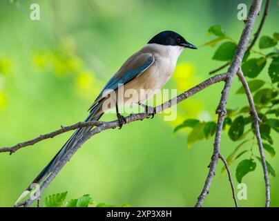 Une Magpie aux ailes d'Azur (Cyanopica cyanus) perchée sur une branche. Pékin, Chine. Banque D'Images