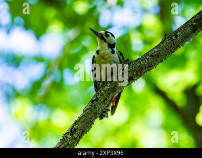 Un grand pic tacheté (Dendrocopos Major) perché sur une branche. Pékin, Chine. Banque D'Images