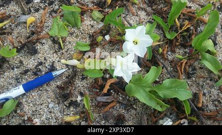 Plage Morning-Glory (Ipomoea imperati) Plantae Banque D'Images