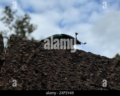 Un coléoptère en bronze doré. Il déplace ses antennes et sa tête. Prise de vue d'en bas, sur un fond de ciel. Gros plan. Banque D'Images