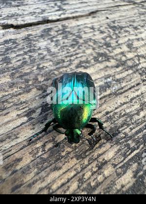 Un coléoptère en bronze doré. Sur une surface en bois altérée. Gros plan. Banque D'Images