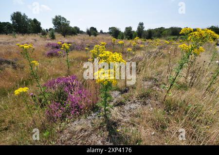 Westleton Heath dans le Suffolk Sandlings, Angleterre Royaume-Uni Banque D'Images