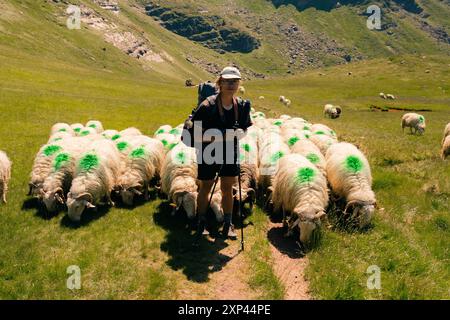 moutons suivez un randonneur dans les pyrénées. Photo de haute qualité Banque D'Images