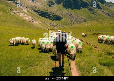 moutons suivez un randonneur dans les pyrénées. Photo de haute qualité Banque D'Images