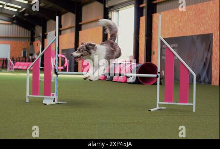 Un chien adulte, femelle, rouge et blanc merle, Border Collie, sautant par-dessus une haie sur un circuit d'agilité intérieur. Banque D'Images