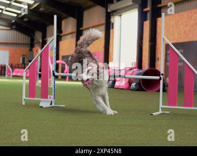 Un chien adulte, femelle, rouge et blanc merle, Border Collie, sautant par-dessus une haie sur un circuit d'agilité intérieur. Banque D'Images