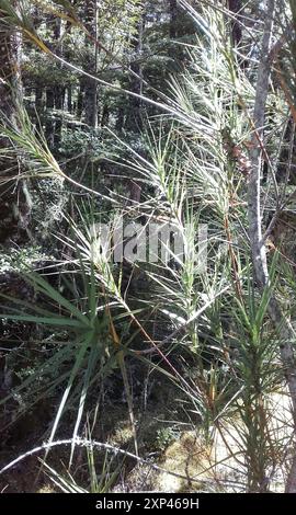 Inaka (Dracophyllum longifolium) Plantae Banque D'Images