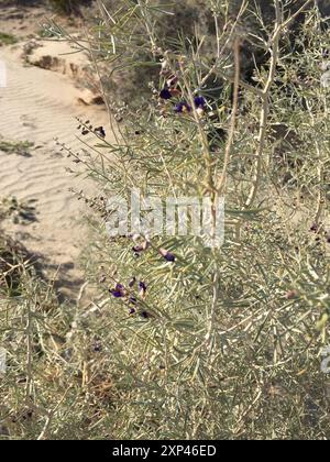 Indigobush (Psorothamnus schottii) Plantae de Schott Banque D'Images