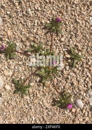 Tapis violet (Nama demissa) Plantae Banque D'Images