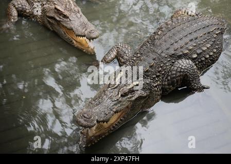 Plusieurs crocodiles dans un étang à Samphran Elephant Ground & Zoo, Nakhon Pathom Province, qui est à 37 kilomètres de Bangkok le 3 août 2024 en Thaïlande. (Photo de Teera Noisakran/Sipa USA) crédit : Sipa USA/Alamy Live News Banque D'Images