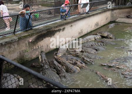 Nakhon Pathom, Thaïlande. 13 juillet 2024. Une femme nourrit un crocodile dans un étang au Samphran Elephant Ground & Zoo, dans la province de Nakhon Pathom, le 3 août 2024 en Thaïlande. (Photo de Teera Noisakran/Sipa USA) crédit : Sipa USA/Alamy Live News Banque D'Images