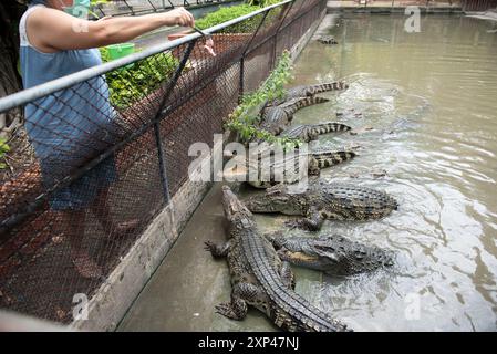 Nakhon Pathom, Thaïlande. 13 juillet 2024. Une femme nourrit un crocodile dans un étang au Samphran Elephant Ground & Zoo, dans la province de Nakhon Pathom, le 3 août 2024 en Thaïlande. (Photo de Teera Noisakran/Sipa USA) crédit : Sipa USA/Alamy Live News Banque D'Images