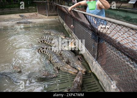 Nakhon Pathom, Thaïlande. 13 juillet 2024. Une femme nourrit un crocodile dans un étang au Samphran Elephant Ground & Zoo, dans la province de Nakhon Pathom, le 3 août 2024 en Thaïlande. (Photo de Teera Noisakran/Sipa USA) crédit : Sipa USA/Alamy Live News Banque D'Images