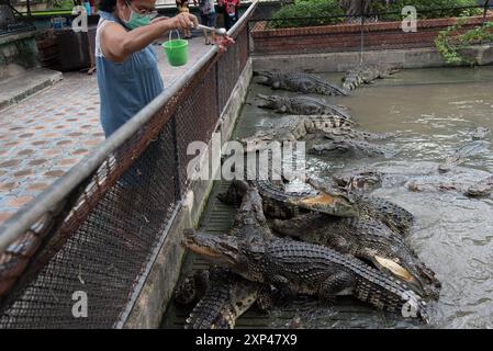 Nakhon Pathom, Thaïlande. 13 juillet 2024. Une femme nourrit un crocodile dans un étang au Samphran Elephant Ground & Zoo, dans la province de Nakhon Pathom, le 3 août 2024 en Thaïlande. (Photo de Teera Noisakran/Sipa USA) crédit : Sipa USA/Alamy Live News Banque D'Images