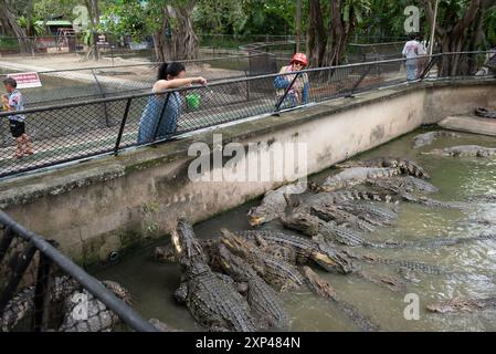 Nakhon Pathom, Thaïlande. 13 juillet 2024. Une femme nourrit un crocodile dans un étang au Samphran Elephant Ground & Zoo, dans la province de Nakhon Pathom, le 3 août 2024 en Thaïlande. (Photo de Teera Noisakran/Sipa USA) crédit : Sipa USA/Alamy Live News Banque D'Images