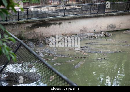 Plusieurs crocodiles dans un étang à Samphran Elephant Ground & Zoo, Nakhon Pathom Province, qui est à 37 kilomètres de Bangkok le 3 août 2024 en Thaïlande. (Photo de Teera Noisakran/Sipa USA) crédit : Sipa USA/Alamy Live News Banque D'Images