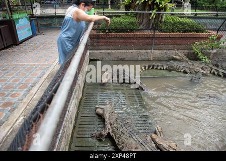 Nakhon Pathom, Thaïlande. 13 juillet 2024. Une femme nourrit un crocodile dans un étang au Samphran Elephant Ground & Zoo, dans la province de Nakhon Pathom, le 3 août 2024 en Thaïlande. (Photo de Teera Noisakran/Sipa USA) crédit : Sipa USA/Alamy Live News Banque D'Images