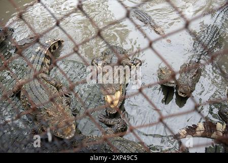 Plusieurs crocodiles dans un étang à Samphran Elephant Ground & Zoo, Nakhon Pathom Province, qui est à 37 kilomètres de Bangkok le 3 août 2024 en Thaïlande. (Photo de Teera Noisakran/Sipa USA) crédit : Sipa USA/Alamy Live News Banque D'Images