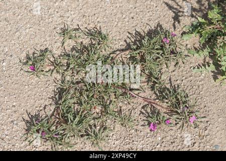 Tapis violet (Nama demissa) Plantae Banque D'Images
